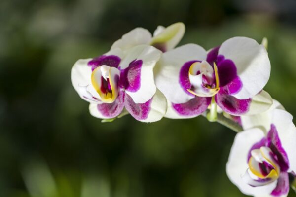 Cultivarea si ingrijirea orhideelor,sfaturi pentru incepatori