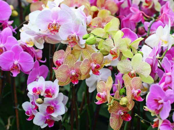 Cultivarea si ingrijirea orhideelor
