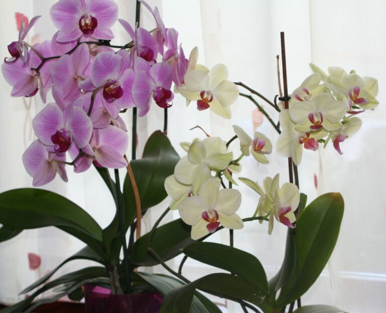 Cultivarea si ingrijirea orhideelor; sfaturi pentru incepatori