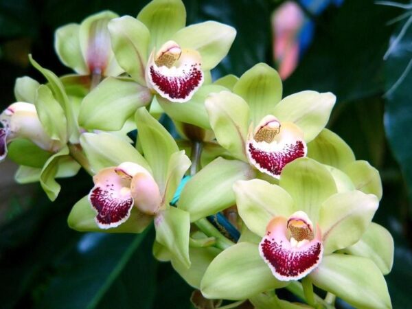 Cultivarea si ingrijirea orhideelor,sfaturi pentru incepatori