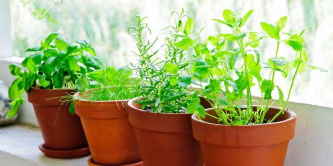 Plante aromatice necesare in bucatarie care se pot cultiva usor in ghiveci