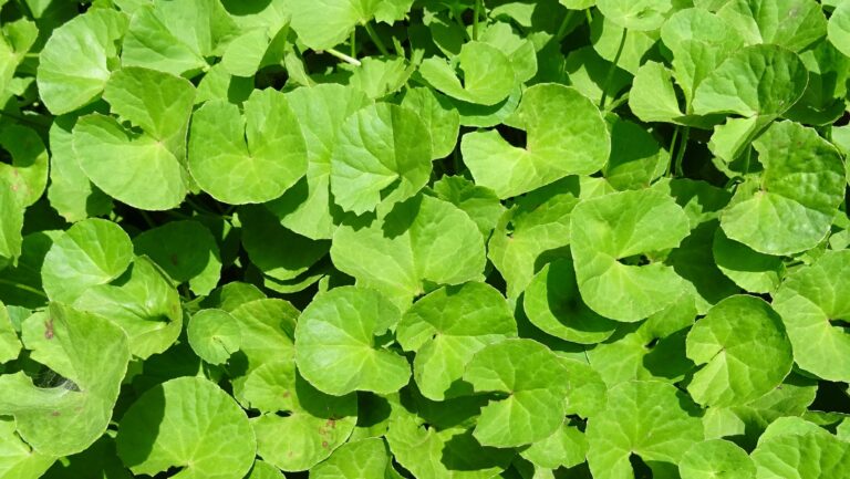 Centella Asiatica: proprietati, beneficii, mod de utilizare si contraindicatii