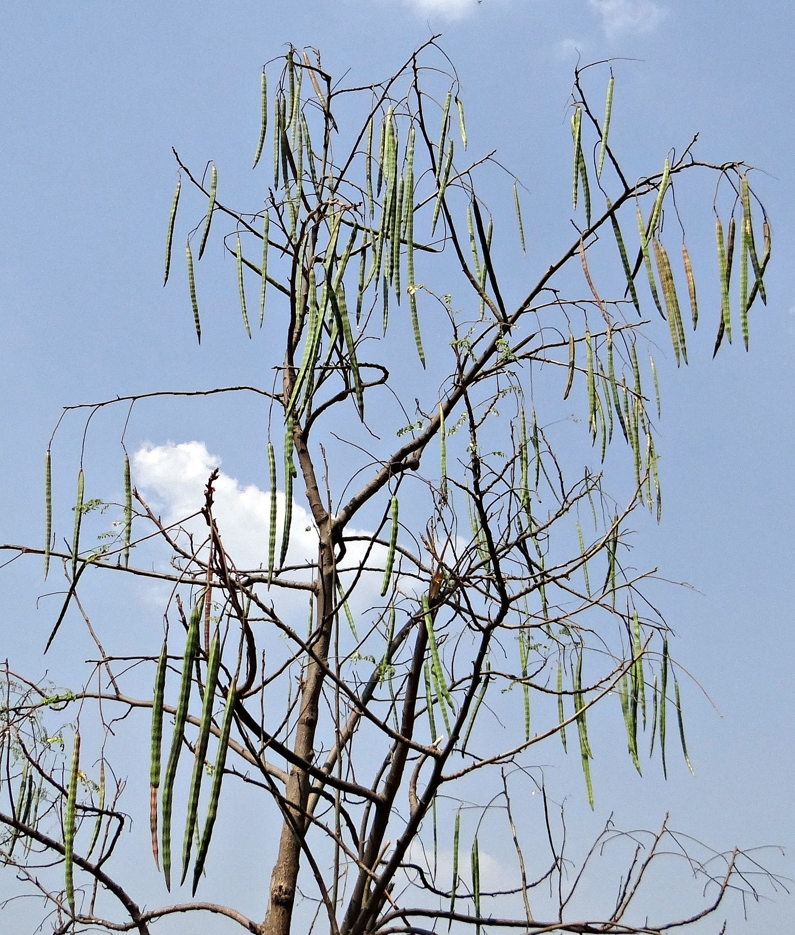  Moringa Oleifera- beneficii,proprietati,contrindicatii
