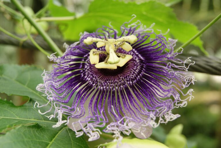 Floarea patimilor: proprietati, beneficii, mod de utilizare, contraindicatii