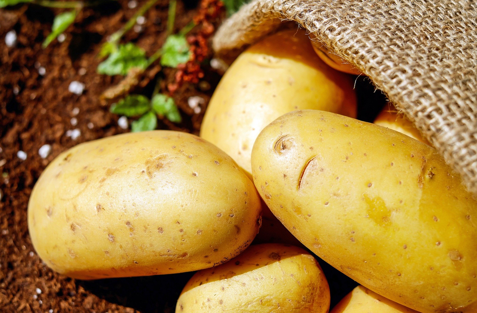 Cartof, proprietati, beneficii, remedii naturiste cu cartofi, contraindicatii si informatii despre cartof