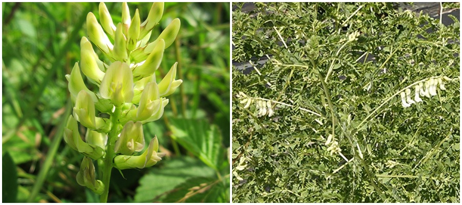 Astragalus (Astragalus membranaceus) proprietati, beneficii, mod de utilizare si contraindicatii