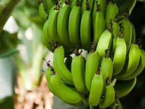 Totul despre banane; calorii, proprietati, beneficii si contraindicatii
