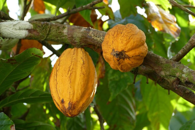 Cacao: proprietati, beneficii, mod de utilizare, contraindicatii
