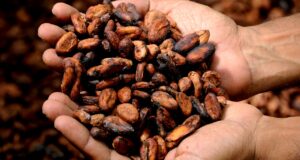boabe de cacao, compozitie, valori nutritionale, beneficii, proprietati, contraindiicatii