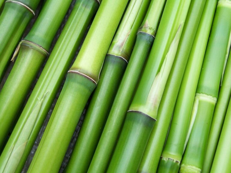 Bambus: proprietati, beneficii, mod de utilizare si contraindicatii