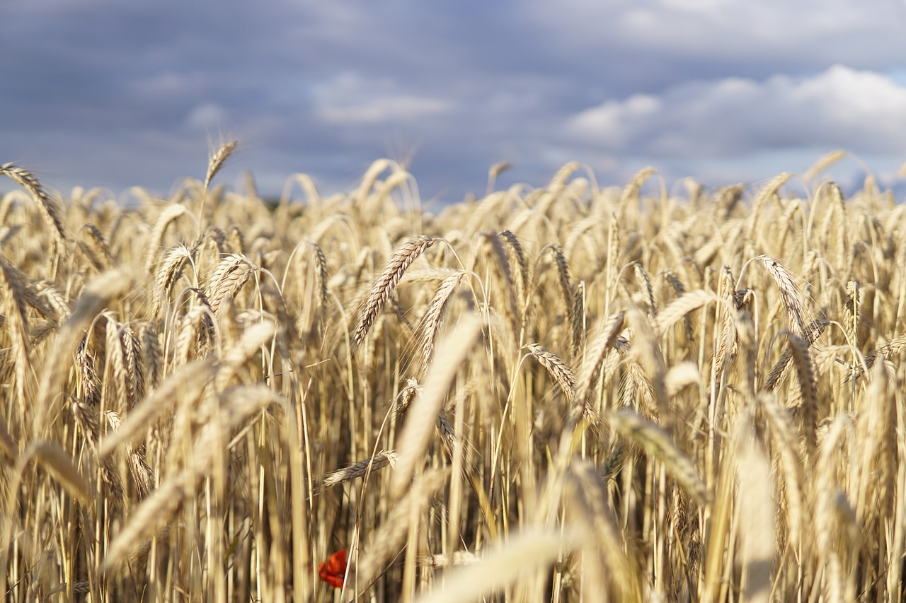 Grâul- proprietățile nutriționale ale grâului, modul în care poate fi utilizat, beneficiile pentru sănătate, contraindicațiile asociate acestuia și multe alte informații despre grâu.
