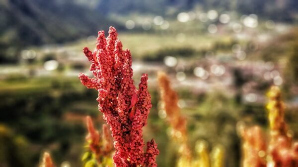 În acest articol vom discuta despre proprietățile, modul de utilizare, descrierea plantei, beneficiile pentru sănătatate, contraindicațiile și multe alte informații despre Quinoa.