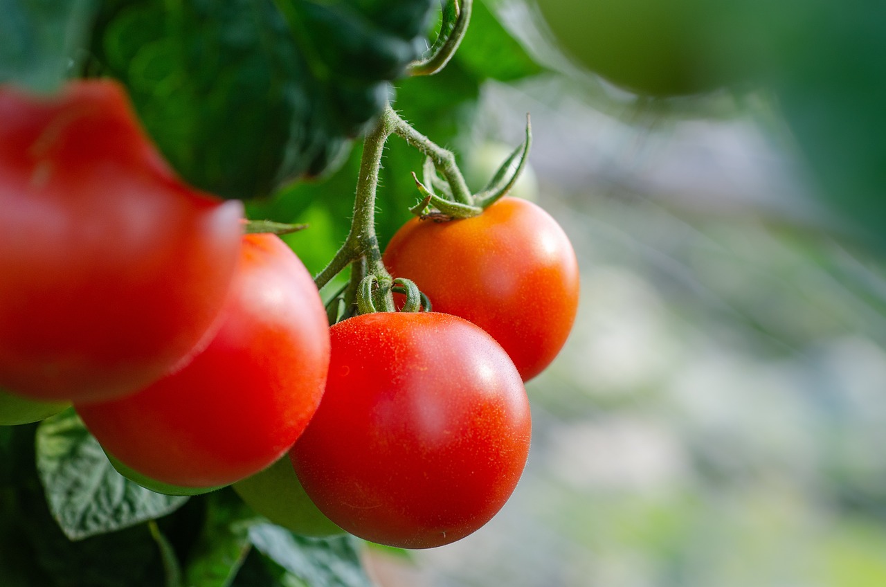 Roșii, tomate -principalele beneficii, proprietăți, descrierea plantei, caloriile, valorile nutriționale, contraindicațiile și multe alte informații despre roșii.