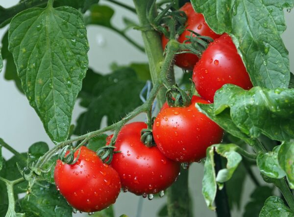 descrierea plantei de roșii , tomate