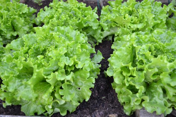 salata verde descrierea plantei