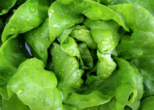 salata verde beneficii pentru sănătate