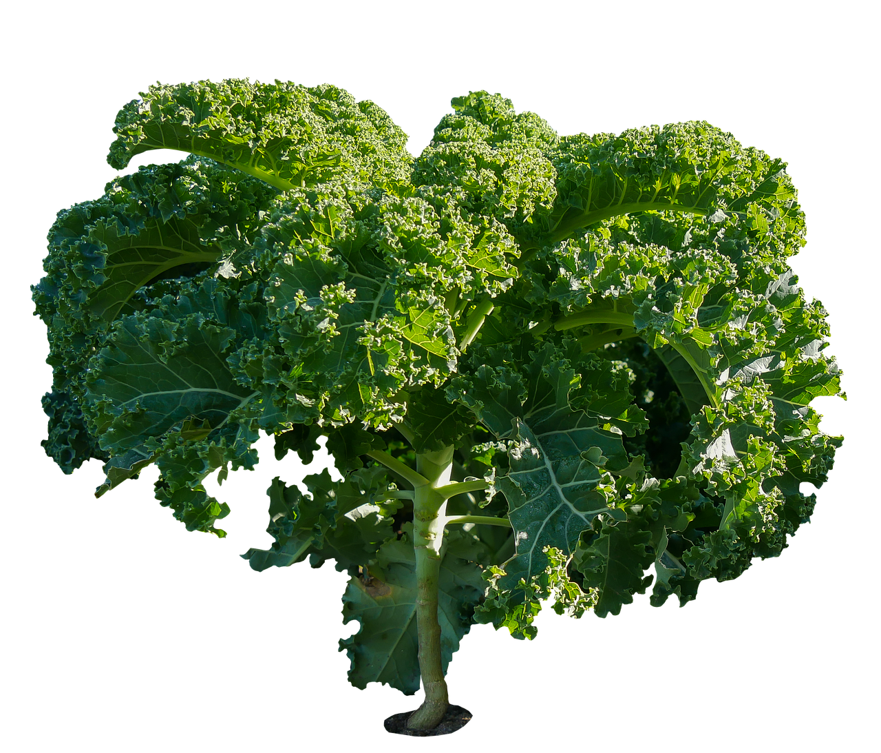 varza kale -proprietăți, beneficiile pentru sănătate, caloriile, valorile nutriționale, modul de utilizare, contraindicațiile și multe alte informații despre varza kale.