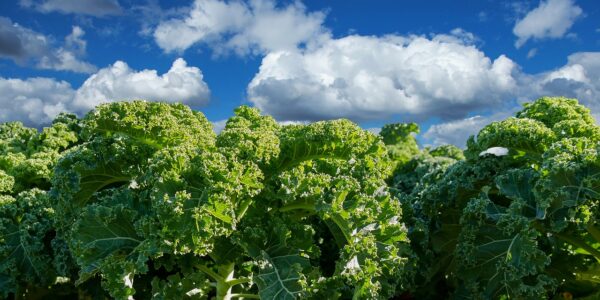 varza kale -proprietăți, beneficiile pentru sănătate, caloriile, valorile nutriționale, modul de utilizare, contraindicațiile și multe alte informații despre varza kale. descrierea plantei