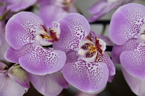 cele mai frumoase flori si plante de interior orhidee