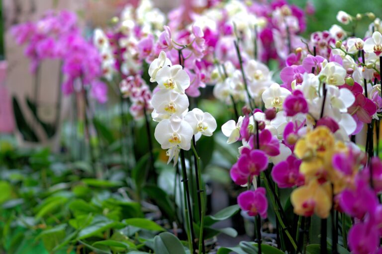 Orhidee: cultivarea si ingrijirea orhideelor; sfaturi pentru incepatori