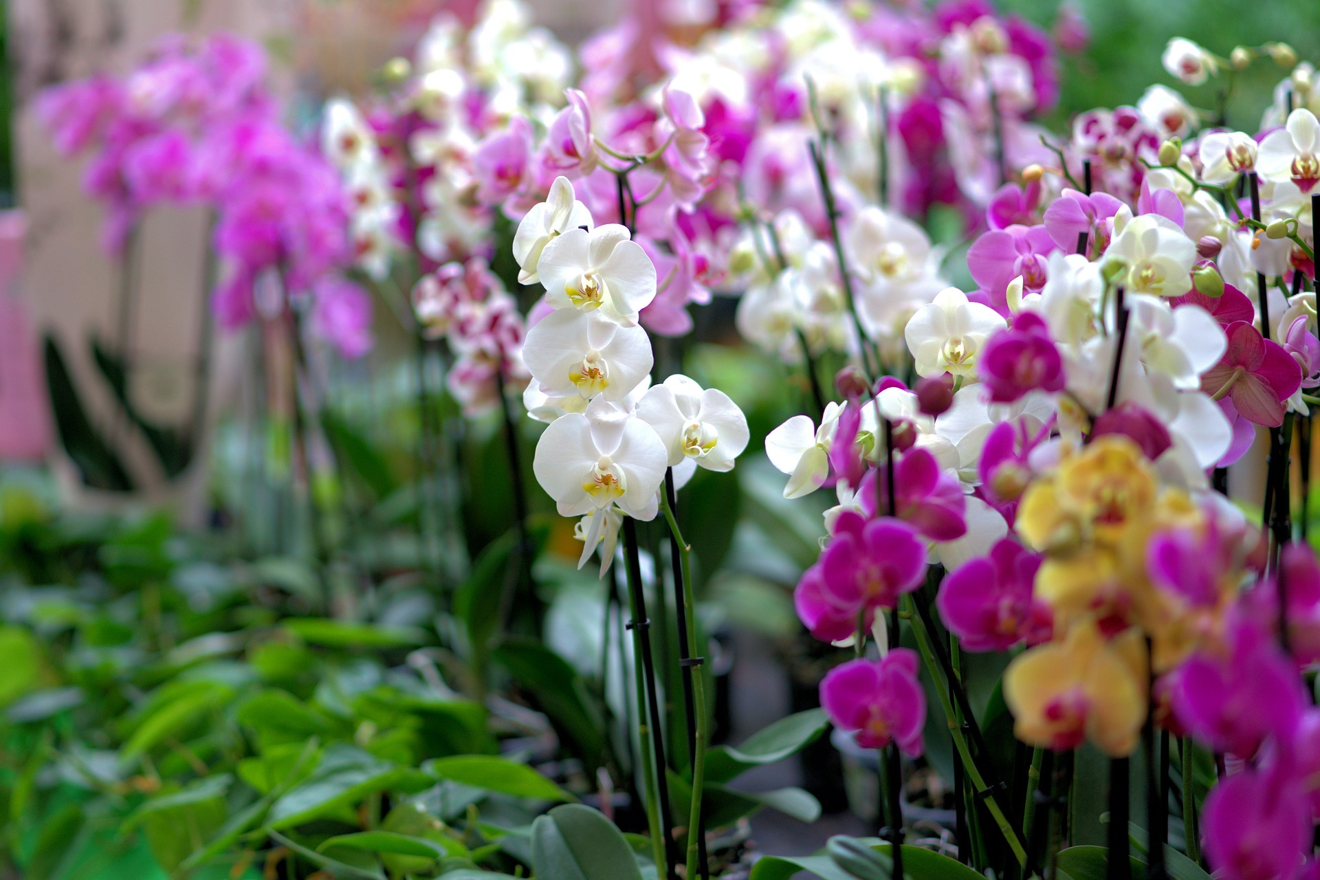 informatii despre ingrijirea si cultivarea orhideelor, sfaturi utile pentru incepatori